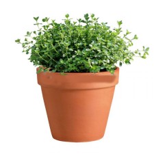 Thyme In Pot
